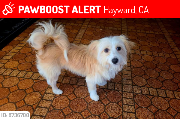 Lost Male Dog last seen Cabrillo Hayward , Hayward, CA 94545