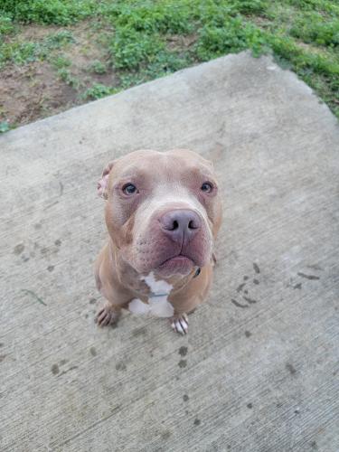 Found/Stray Male Dog last seen ajax rd, goodview lane, Tallahassee, FL 32311