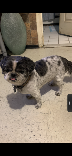 Lost Male Dog last seen Near Guy Brewer Jamaica NY 11434, Queens, NY 11434