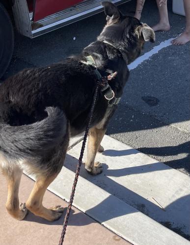 Found/Stray Male Dog last seen Martinez Amtrak and Sports Facility end of Barrellessa, Martinez, CA 94553
