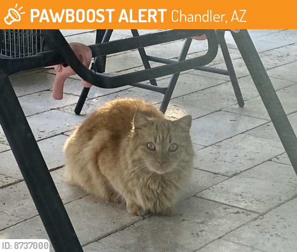 Found/Stray Unknown Cat last seen Lindsay and Ocotillo, Chandler, AZ 85249