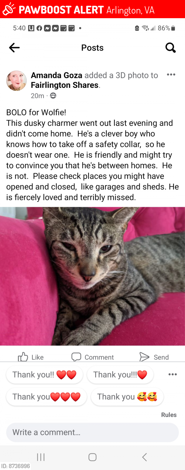 Lost Male Cat last seen Fairlington Villages, Arlington, VA 22206