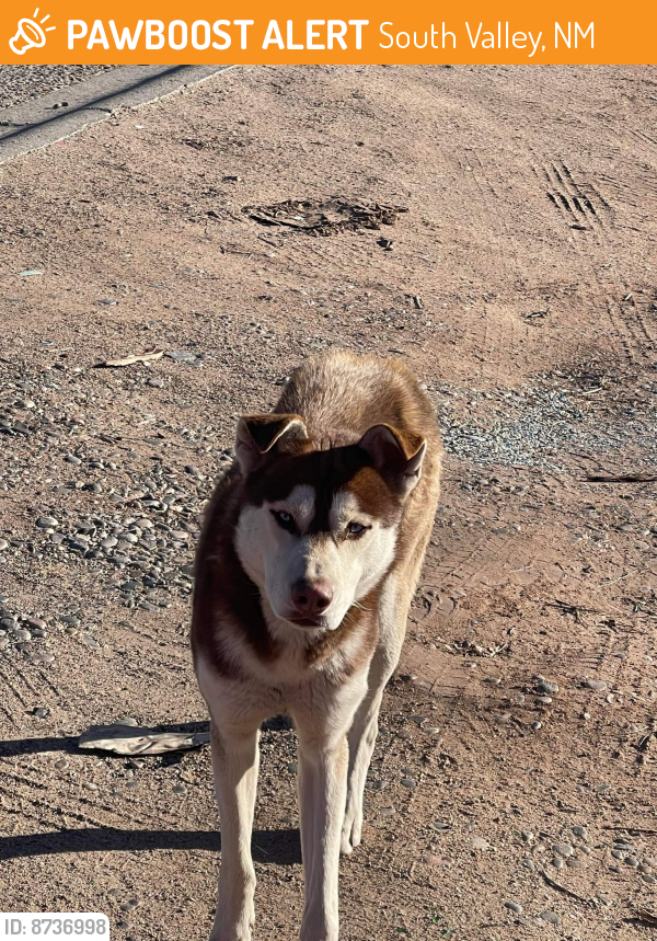 Found/Stray Male Dog last seen Riverside mobile  park, South Valley, NM 87105