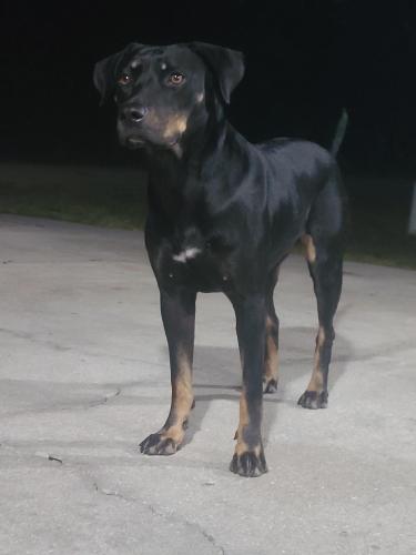 Found/Stray Female Dog last seen 14th st, Lehigh Acres, FL 33972