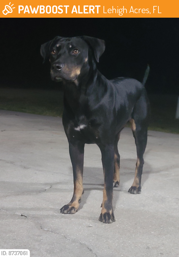 Found/Stray Female Dog last seen 14th st, Lehigh Acres, FL 33972