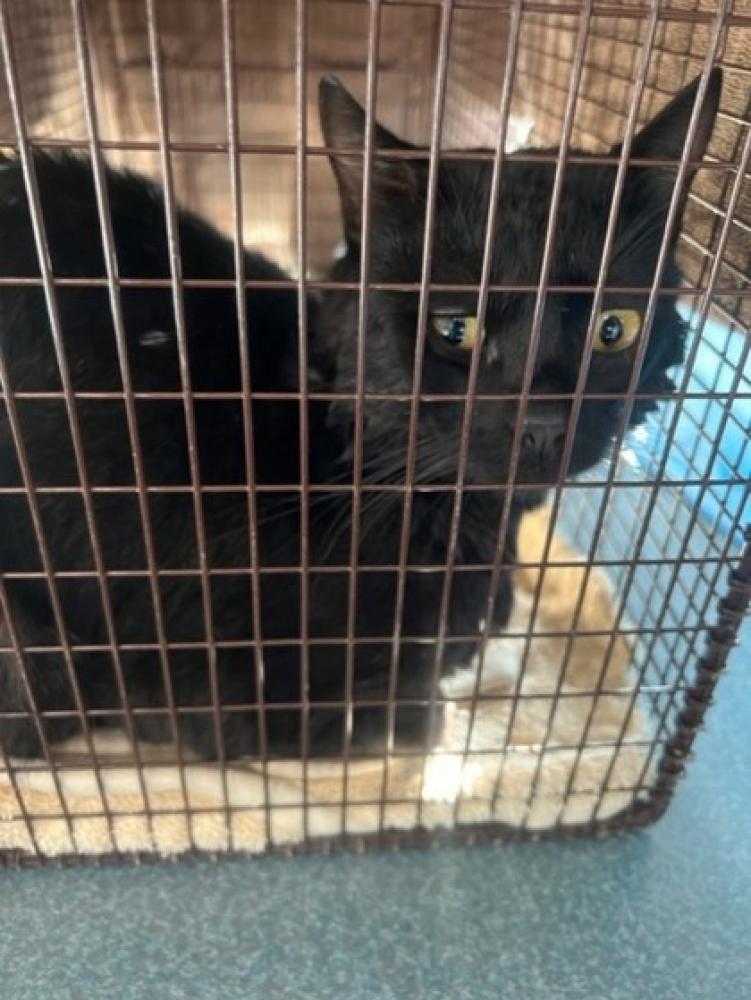 Shelter Stray Male Cat last seen Oakland, CA 94621, Oakland, CA 94601