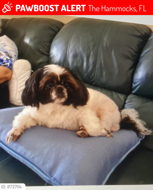 Lost Female Dog last seen SW 108 st and 145th court , The Hammocks, FL 33186