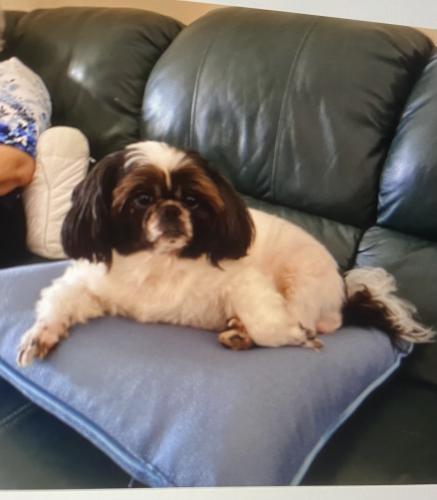 Lost Female Dog last seen SW 108 st and 145th court , The Hammocks, FL 33186