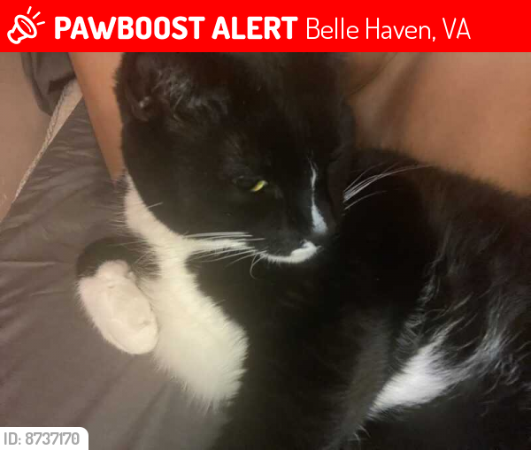 Lost Male Cat last seen Cornell Drive / Cavalier Drive, Belle Haven, VA 22307