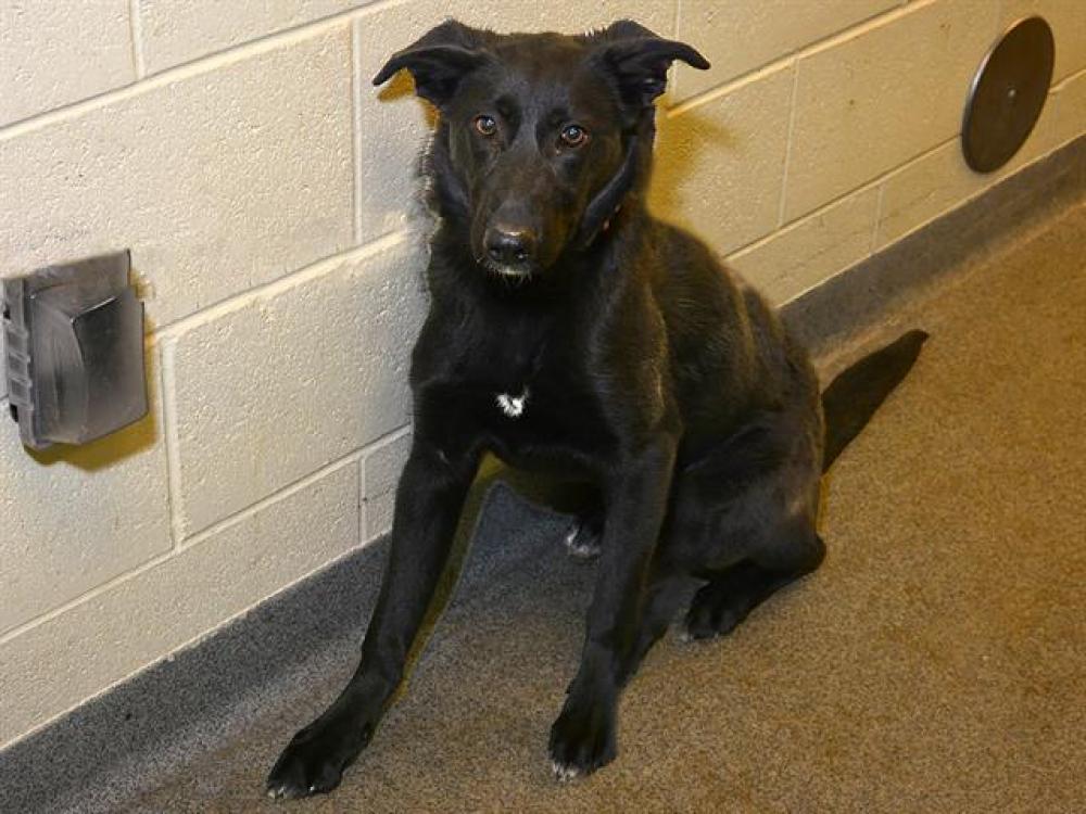 Shelter Stray Female Dog last seen Near BLOCK S GRANGER DR, WEST VALLEY CITY UT 84119, West Valley City, UT 84120