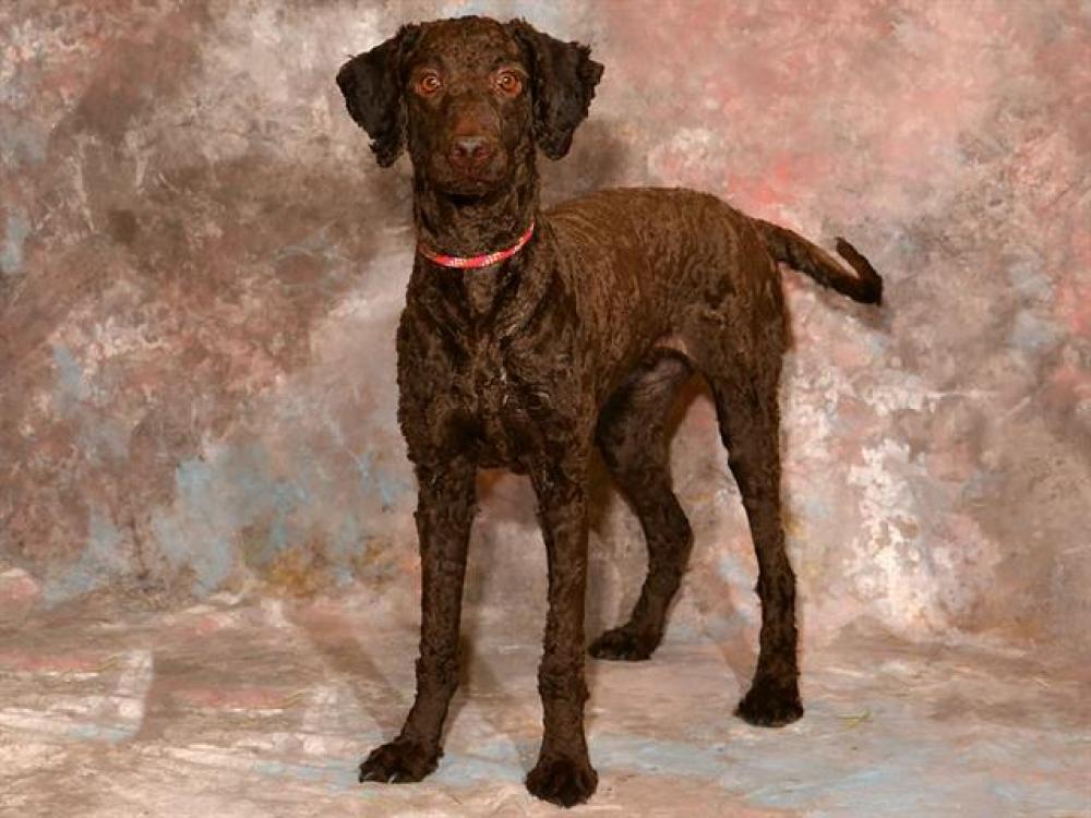 Shelter Stray Female Dog last seen Near BLOCK W 3100 S, WEST VALLEY CITY UT 84119, West Valley City, UT 84120