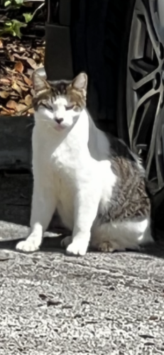 Lost Female Cat last seen Commercial blvd and 94th, Tamarac, FL 33321
