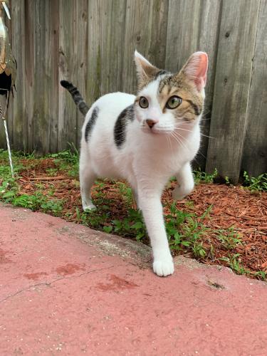 Lost Female Cat last seen Near ave 80 st, Miami, FL 33193