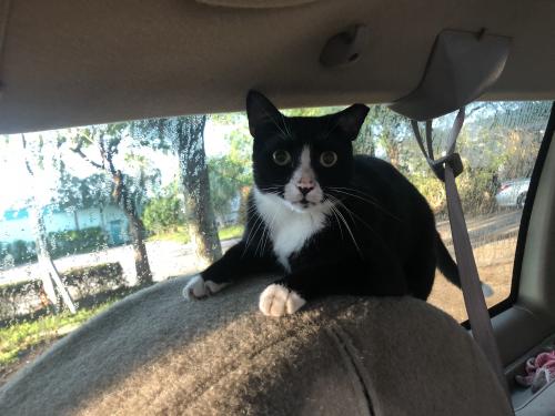Lost Male Cat last seen Banks road 15th street , Margate, FL 33063