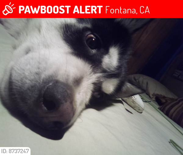 Lost Male Dog last seen Cypress Ave Fontana ca, Fontana, CA 92335