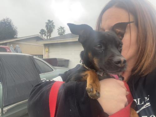 Lost Female Dog last seen San Dimas Ave and Bonita, San Dimas, CA 91773
