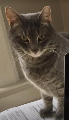 Lost Male Cat last seen Prospect St & Tuscan Rd by Prospect Church and Tuscan Elementary, Maplewood, NJ 07040