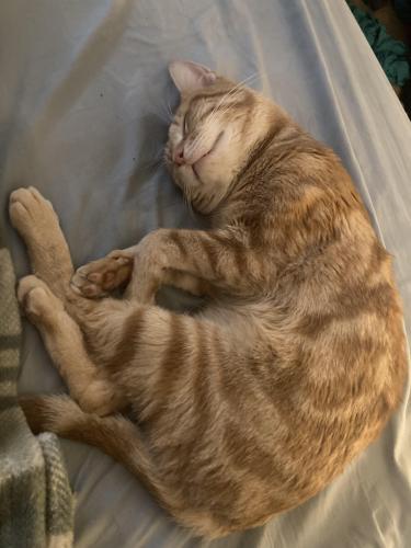 Lost Male Cat last seen Ocala and Tennessee/Mission San Luis, Tallahassee, FL 32304