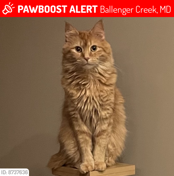Lost Male Cat last seen Crestwood Boulevard or New Design Road, Ballenger Creek, MD 21703