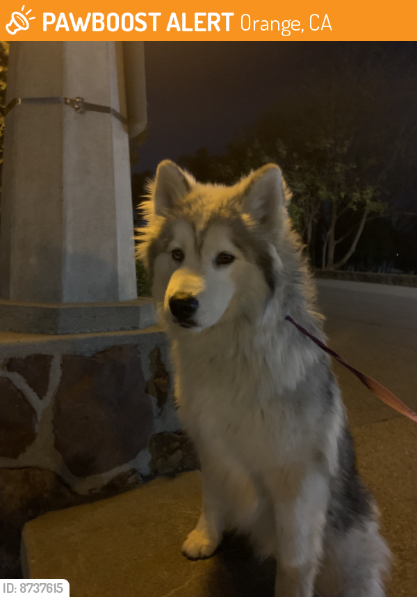 Found/Stray Male Dog last seen Hart Park, Orange, Orange, CA 92866