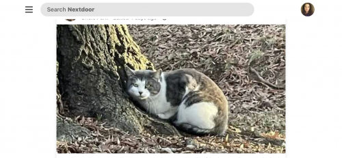 Found/Stray Unknown Cat last seen Conway Park, Baltimore, MD 21230