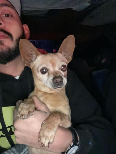 Found/Stray Male Dog last seen Baseline rd and haven ave , Rancho Cucamonga, CA 91730