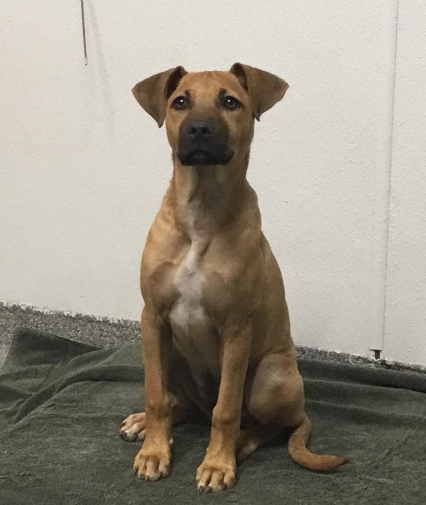 Shelter Stray Female Dog last seen Near N Beech Street, Escondido, CA, 92025, San Diego, CA 92110