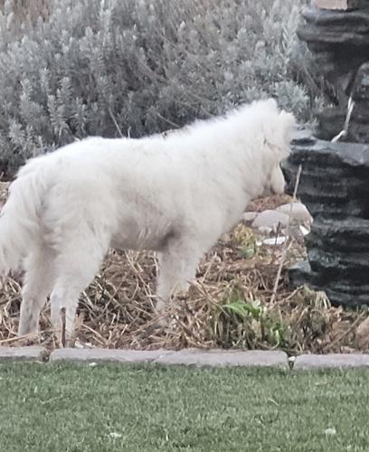 Lost Male Dog last seen Tenyson and Lowell, Albuquerque, NM 87122