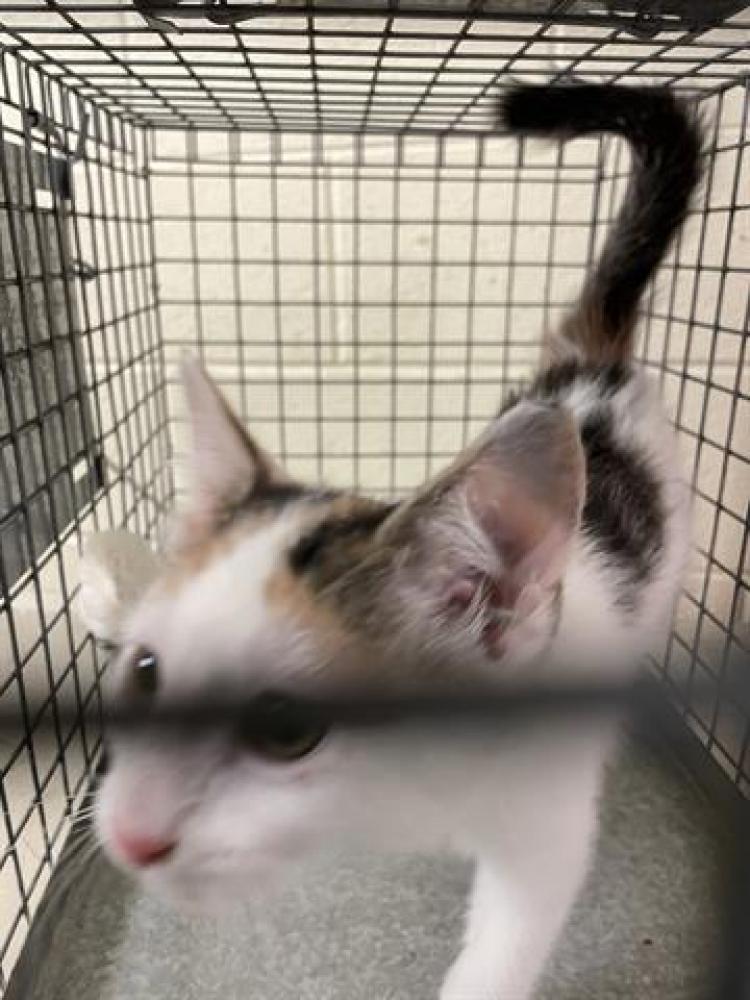 Shelter Stray Female Cat last seen Near BLOCK W VALCREST CT, WEST VALLEY CITY UT 84119, West Valley City, UT 84120