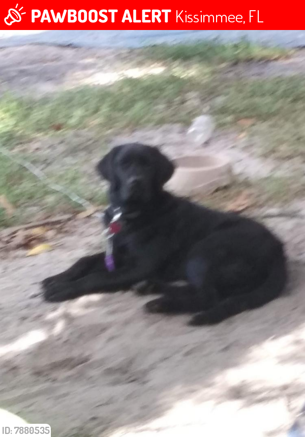 Lost Male Dog last seen Buenaventura Blvd., Kissimmee, FL 34743