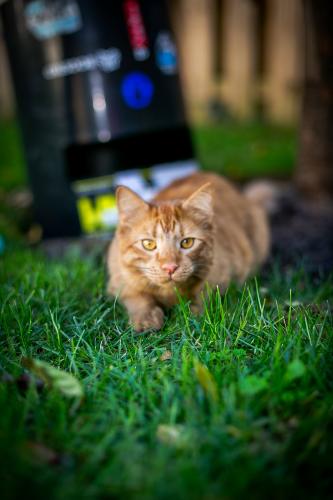 Lost Male Cat last seen Nutley Street and West Street NW in Vienna, VA, Vienna, VA 22180