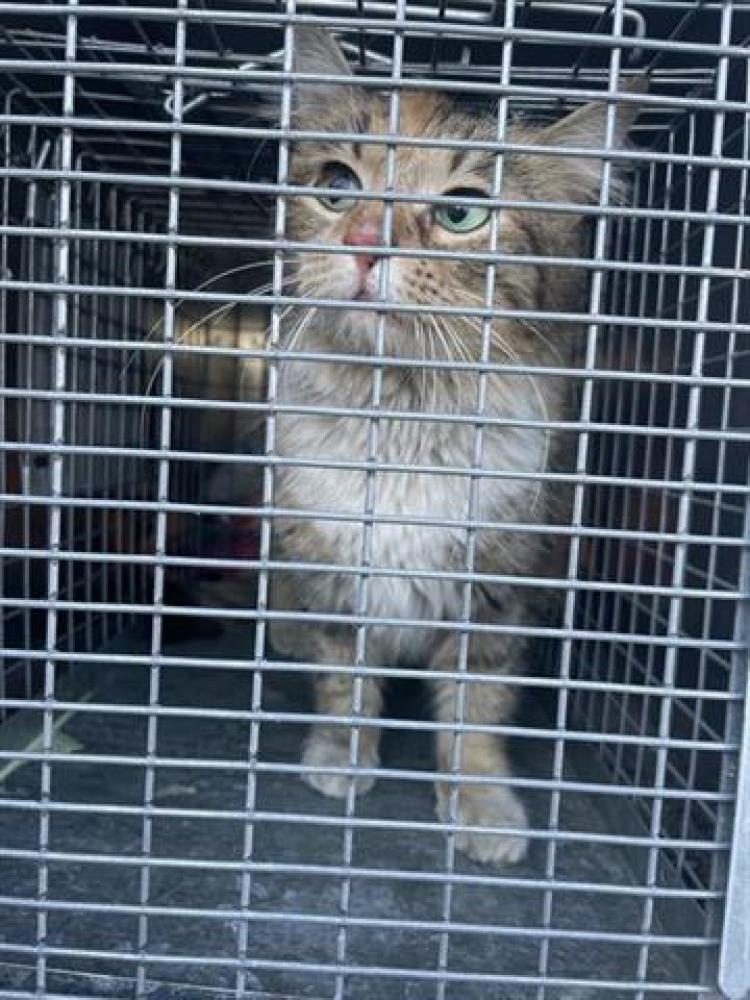 Shelter Stray Female Cat last seen Near BLOCK W 3300 S, WEST VALLEY CITY UT 84119, West Valley City, UT 84120