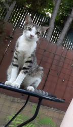 Lost Male Cat last seen Park St stockton ca, Stockton, CA 95202