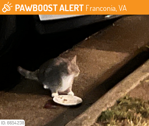 Rehomed Female Cat last seen Darby Towne Court, Alexandria, VA, Franconia, VA 22315