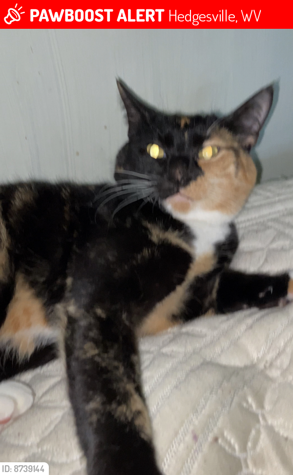 Deceased Female Cat last seen Smokey Ln, Hedgesville, WV 25427