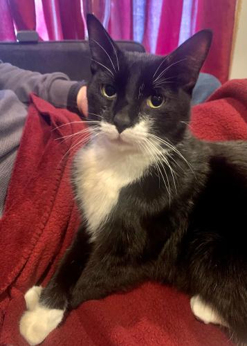 Found/Stray Male Cat last seen Cunat Court, Lake In The Hills, IL, Lake in the Hills, IL 60156