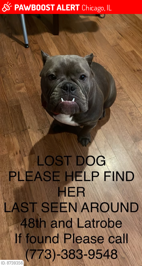 Lost Female Dog last seen vittum park, Chicago, IL 60638