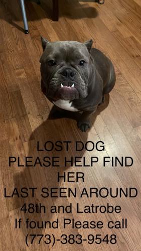 Lost Female Dog last seen vittum park, Chicago, IL 60638