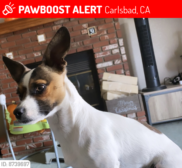 Lost Male Dog last seen Near paseo del Norte, Carlsbad, CA 92013