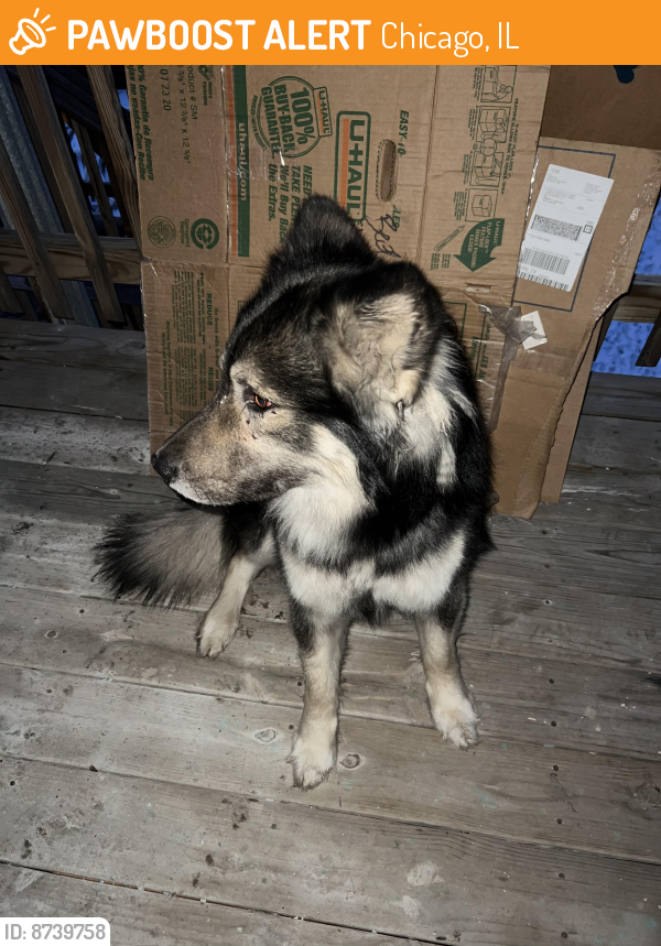 Found/Stray Male Dog last seen homan and adams , Chicago, IL 60624