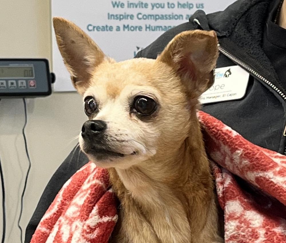 Shelter Stray Female Dog last seen Near Broadway, El Cajon, CA, 92021, San Diego, CA 92110