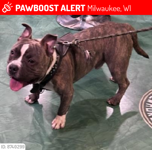 Lost Male Dog last seen Greenfield Ave and 9th st in Milwaukee , Milwaukee, WI 53204