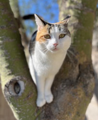 Lost Female Cat last seen 25th Street and Devonshire Ave, Phoenix, AZ, Phoenix, AZ 85016