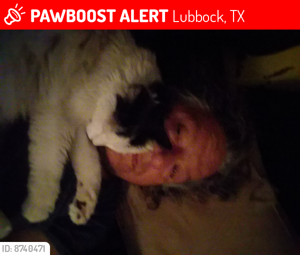 Lost Female Cat last seen Motel 6 on 66th Avenue and L Avenue.  , Lubbock, TX 79413