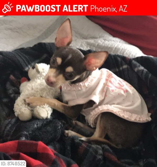 Lost Female Dog last seen 43rd ave and Osborn rd, Phoenix, AZ 85019