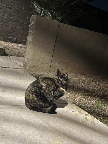 Found/Stray Female Cat last seen E Mcdowell Rd and N 48th ST, Phoenix, AZ 85008