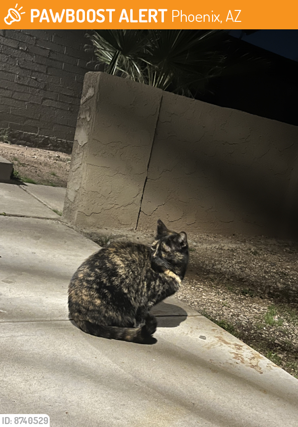Found/Stray Female Cat last seen E Mcdowell Rd and N 48th ST, Phoenix, AZ 85008