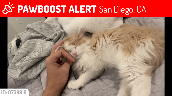 Lost Female Cat last seen comstock street and osler, San Diego, CA 92111