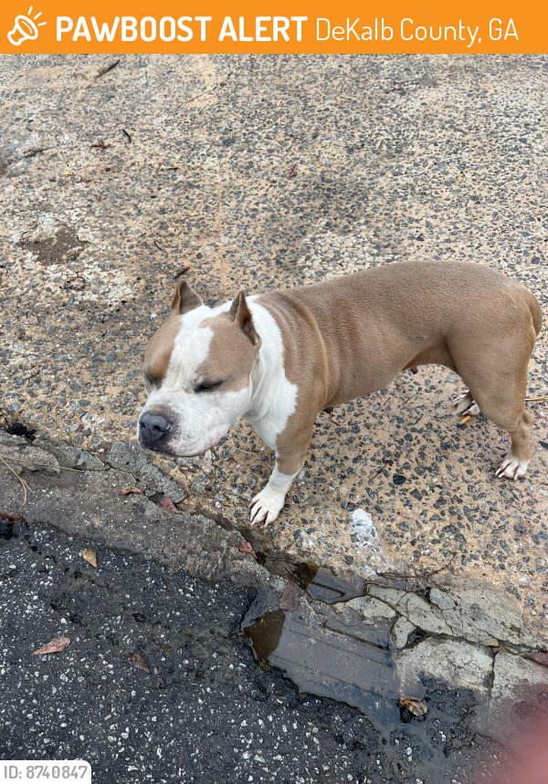Found/Stray Female Dog last seen Emerald Castle Dr, DeKalb County, GA 30035