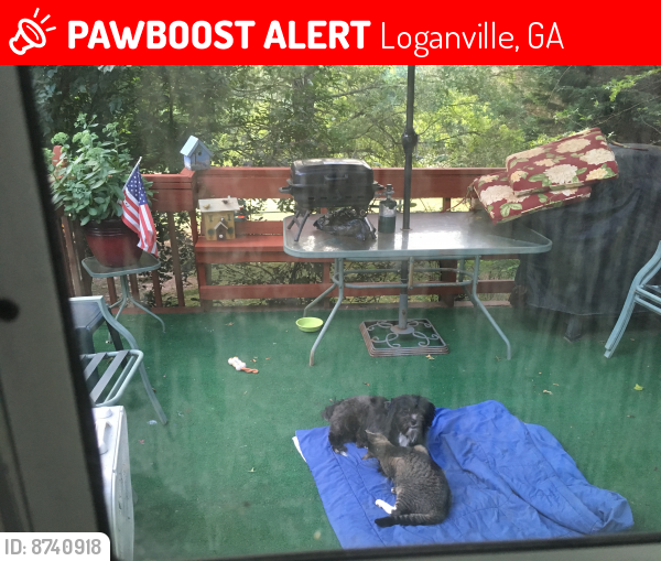 Lost Female Cat last seen Centerville Rosebud Rd SW, Loganville, GA 30052